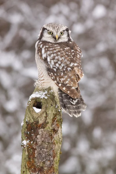 Hawk owl /Surnia ulula/ — ストック写真