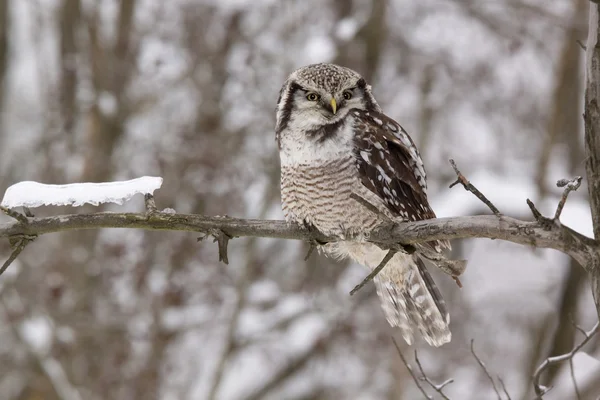 Hawk owl /Surnia ulula/ — Φωτογραφία Αρχείου