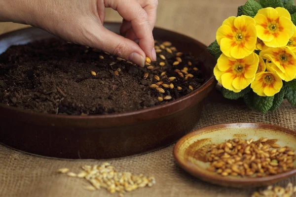Sowing seeds for Easter green crop — Stock Photo, Image