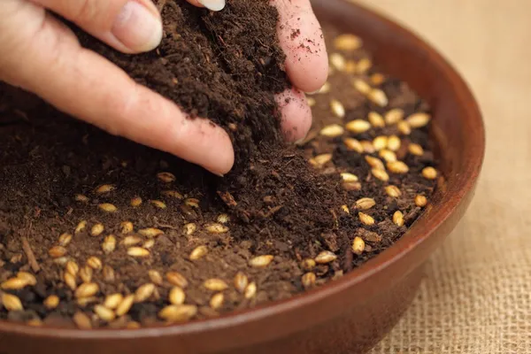 stock image Cover seeds with soil