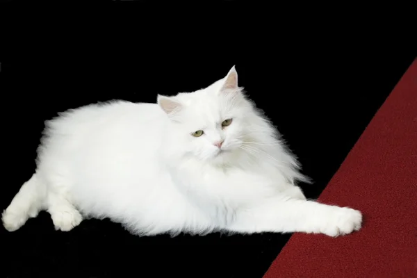 Longhaired tomcat Max looking at camera — Stock Photo, Image