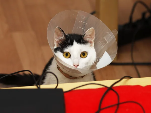 成功进行手术后的小猫 — 图库照片