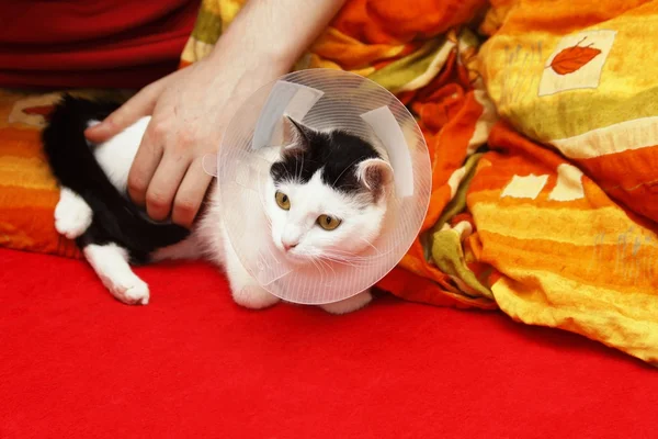 성공적인 수술 후 고양이 — 스톡 사진