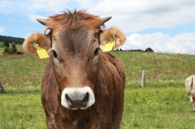 Cow on meadow, agriculture, clipart