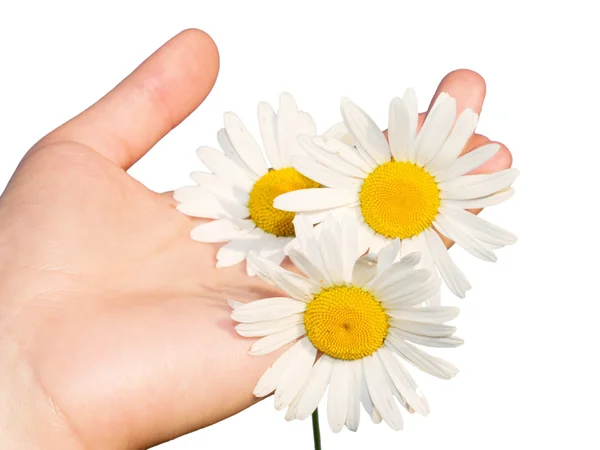 Mão de mulher com flores — Fotografia de Stock