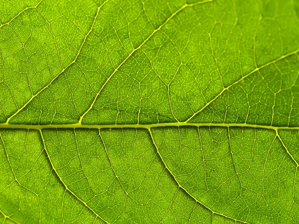 stock image Green leaf