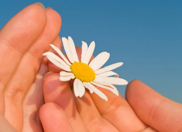 stock image Chamomile in girl's hand