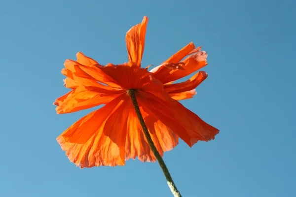 Flower of poppy against sky. — Stock Photo, Image