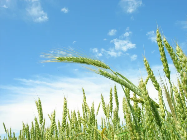 小麦成熟。夏天. — 图库照片
