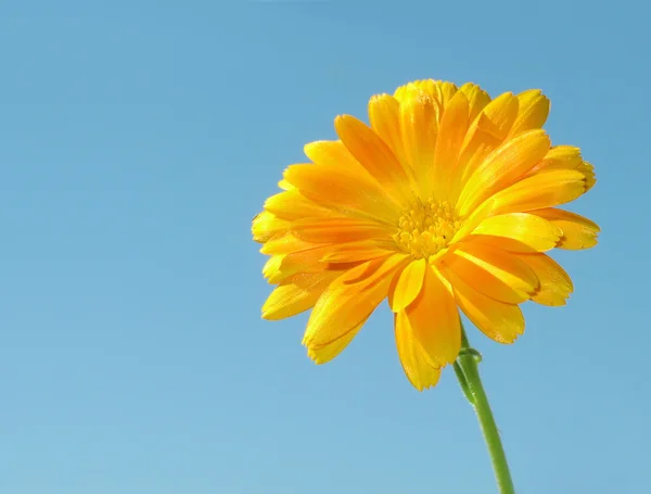 Yellow flower of calendula — Stock Photo, Image