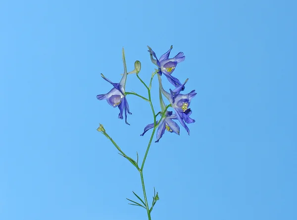 Flor azul . — Fotografia de Stock
