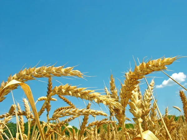 Orelhas maduras de trigo. Verão. Meio-dia . — Fotografia de Stock