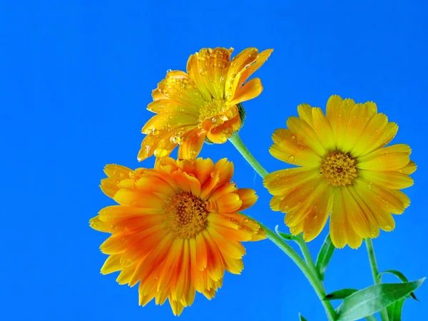 Drie bloemen calendula. — Stockfoto