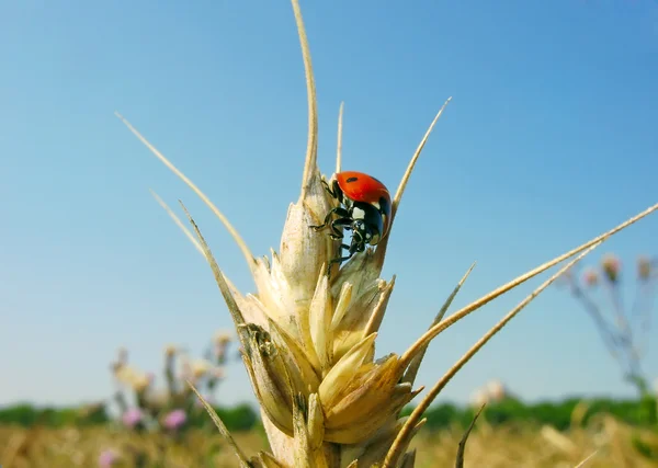 böcek uğur böceği. buğday alanı. Yaz.