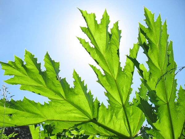 Sunny day. Green leaf cow-parsnip. — Stock Photo, Image