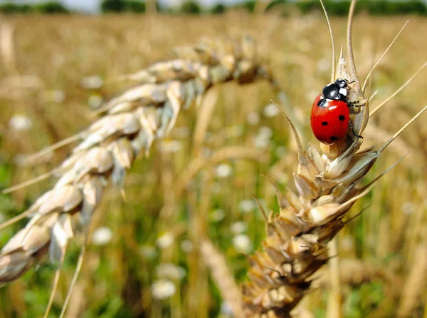 Insect red ladybird. Wheaten ear. — Stock Photo, Image