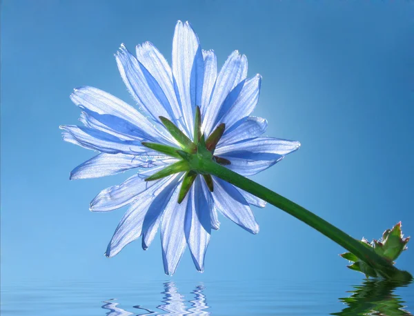 Kék virág a cikória — Stock Fotó