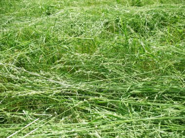 New-mown grass dries on sun. clipart