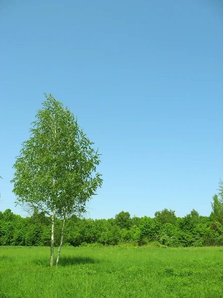 glade güneşli huş ağacı.