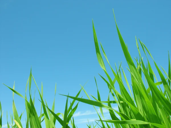 Зелена трава . — стокове фото
