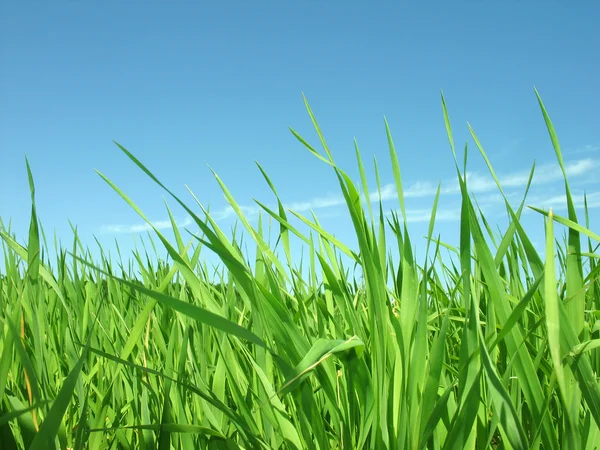 Grönt gräs. sommardag. — Stockfoto