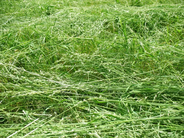 New-mown grass dries on sun. — Stock Photo, Image