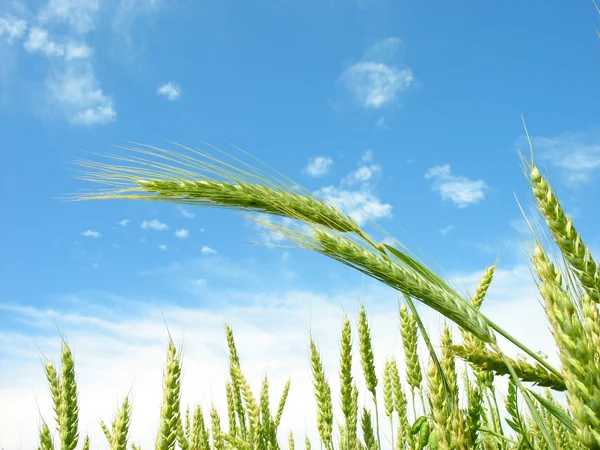 Ears of wheat on background of sky. — Stock Photo, Image