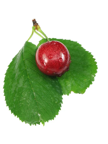 チェリーの果実と 2 つの緑の葉 — ストック写真