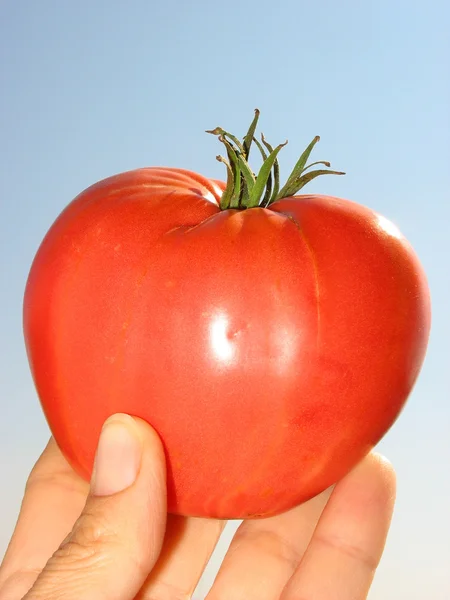 Červené rajče v ruce. — Stock fotografie