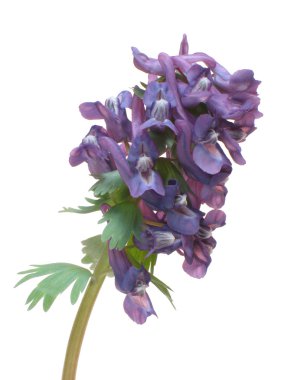 Spring flower Corydalis halleri. clipart