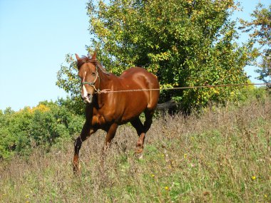 Kurlar at koştu