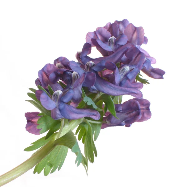 Blume corydalis halleri. — Stockfoto