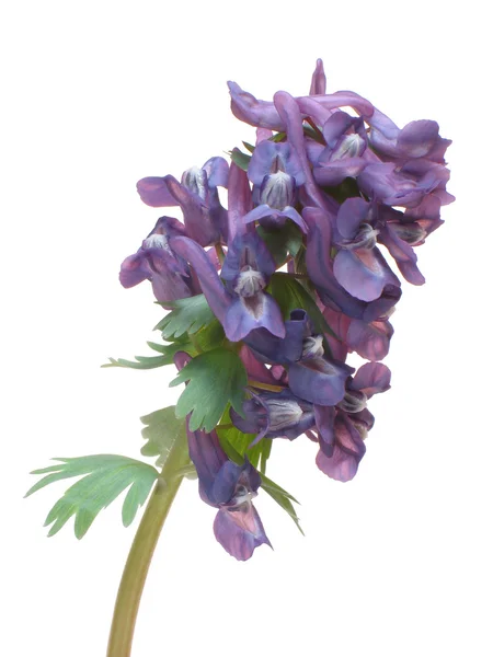 Άνοιξη λουλούδι corydalis halleri. — Φωτογραφία Αρχείου