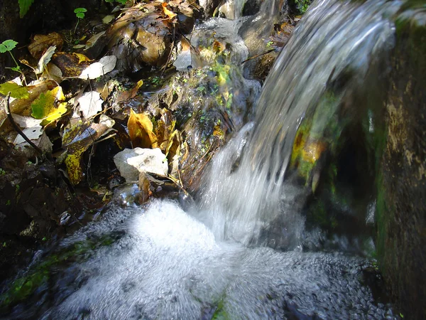 stock image Wood stream.