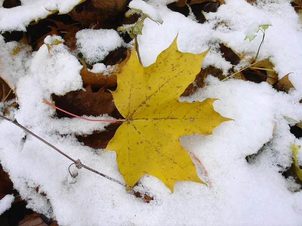 La hoja amarilla de arce sobre la nieve . —  Fotos de Stock