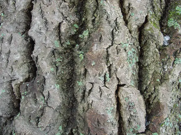 树的树皮。苔藓、 地衣、 雪. — 图库照片
