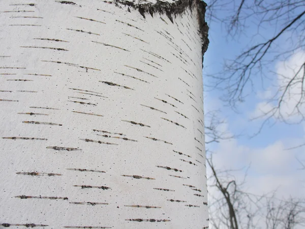 Schors van een vermoeden van birch en de hemel — Stockfoto