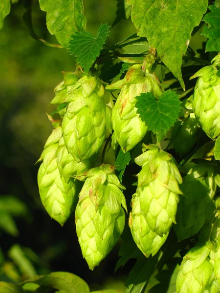 stock image Plant hop