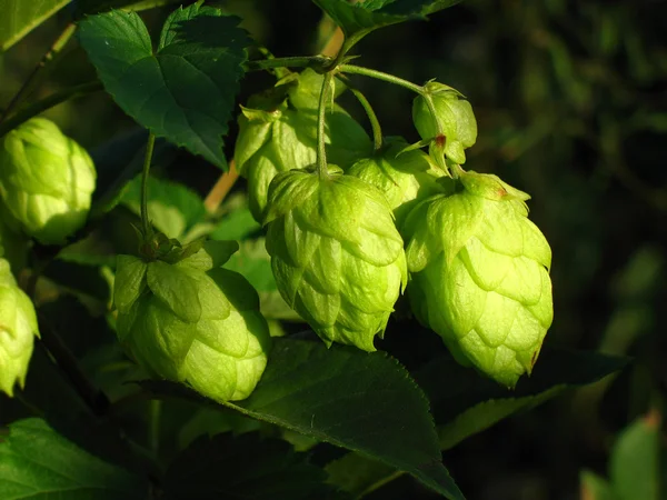 Branch of hop. — Stock Photo, Image