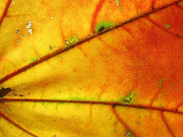 Podzimní listí. — Stock fotografie
