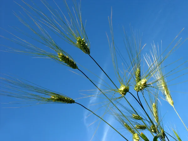 阳光灿烂的日子，绿色的黑麦的耳朵 — 图库照片