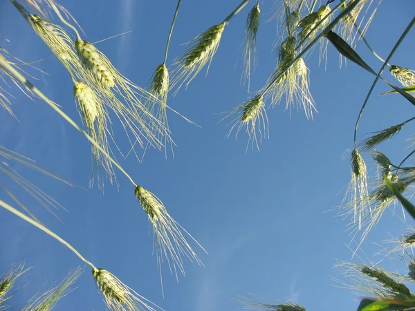 黑麦的阳光和绿色的耳朵 — 图库照片