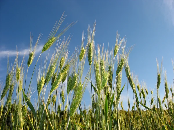 Field of ears of a rye — Stock Photo, Image