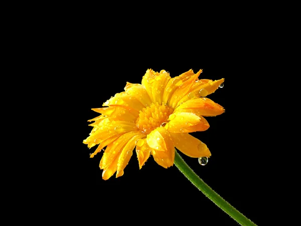 Orange flower in drops of water — Stock Photo, Image