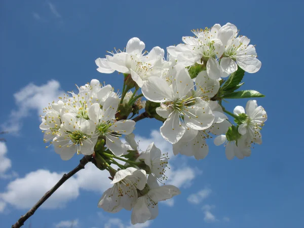 Fleurs blanches de cerise . — Photo