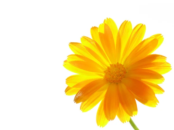 Flower of calendula — Stock Photo, Image