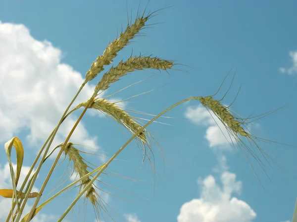 小麦的黄色耳朵 — 图库照片