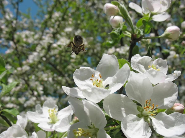 L'abeille vole vers la fleur du pommier . — Photo