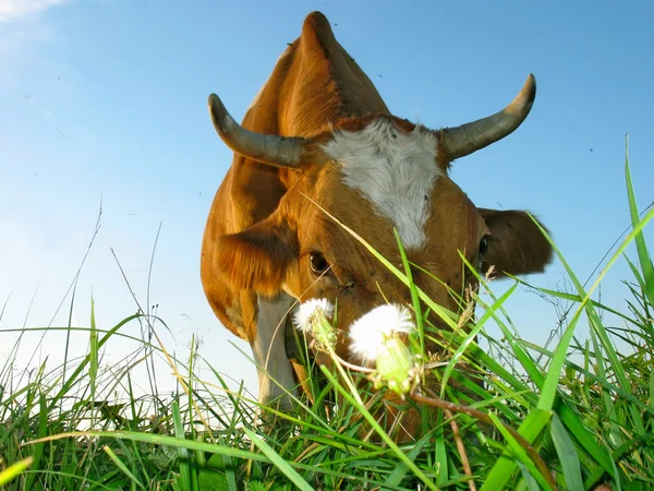 stock image Cow chews grass. Meadow.