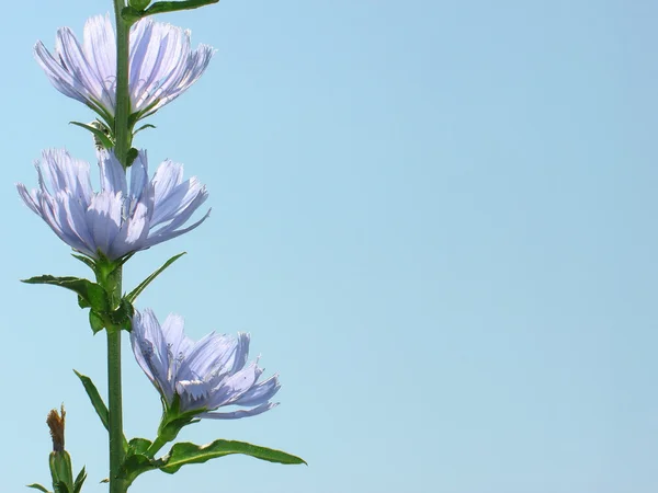 Chicory ordinary on a blue background. — Stock Photo, Image
